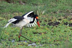 IMG_7712-copie