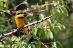 IMG_8131-copie