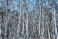 IMG_8527