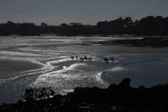 P2260203.ORF_