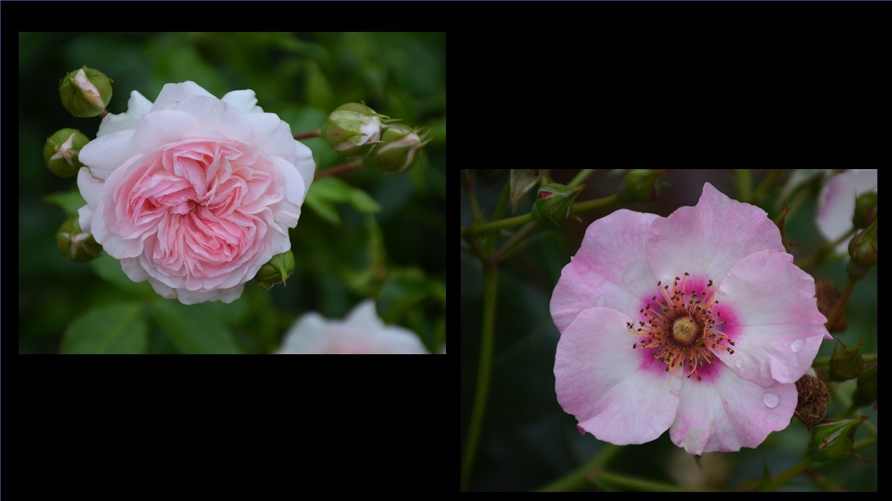 Nicole-R-Presentation-diptyques-Roses