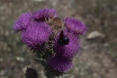 AVA-Macro-3