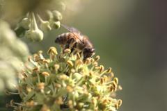 AVA-Macro-6