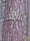 Eric-T-Pareidolie-1