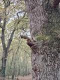 Eric-T-Pareidolie-2