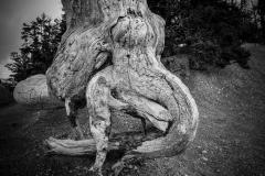 ELEPHANT-PascalG-1050192