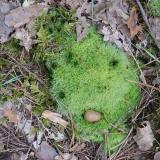 VittoriaDM-pareidolie-1-DSCF6436