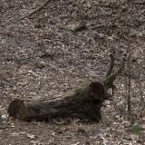 VittoriaDM-pareidolie-3-DSCF7867