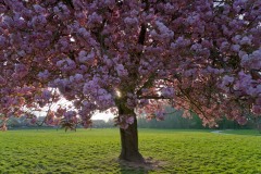 1-Theme-libre-Annette-S-00049.jpg-Sakura