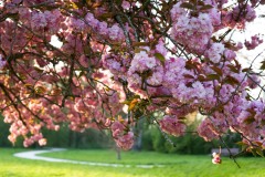 2-Theme-libre-Annette-S-2.jpg-Sakura