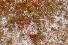 SylvieF_Gif-et-environs-15