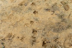 SylvieF_Gif-et-environs-17