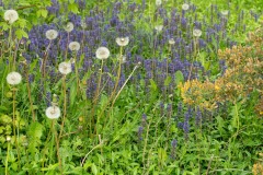 SylvieF_Gif-et-environs-18