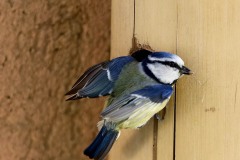 Mésange bleue