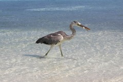 ELISA3IMG_8546