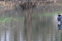 Cormorans