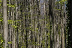 25042021-_RCM2116