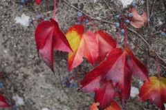 20221121_Feuilles_Bruno-Z