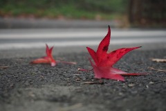 20221121_Feuilles_Bruno-Z