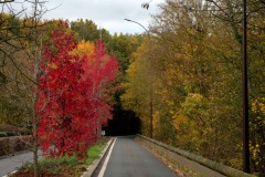 20221121_Feuilles_Bruno-Z