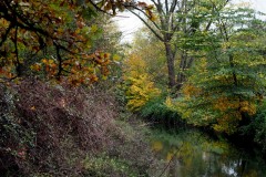 20221121_Feuilles_Bruno-Z