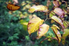 20221121_Feuilles_Bruno-Z