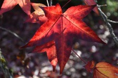 20221121_Feuilles_Catherine-H