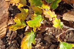 20221121_Feuilles_Catherine-H