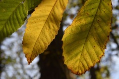 20221121_Feuilles_Catherine-H