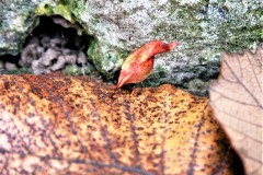 20221121_Feuilles_Catherine-H