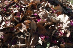 20221121_Feuilles_Catherine-H