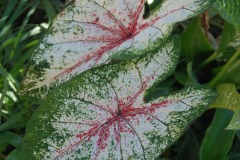 20221121_Feuilles_Catherine-H