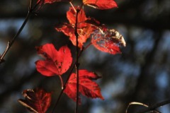 20221121_Feuilles_Christine-M