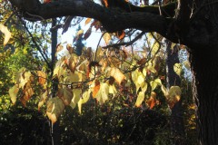 20221121_Feuilles_Christine-M
