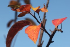 20221121_Feuilles_Christine-M