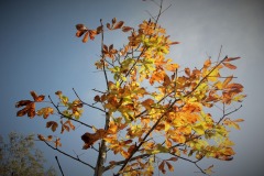 20221121_Feuilles_Christine-M