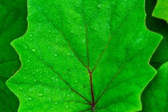 Claude-G-feuille-3