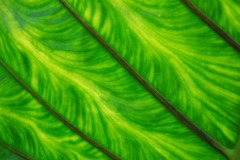 Claude-G-feuille-5