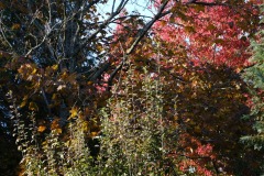02_Claude_R_Theme_2022_11_21_Feuilles_DSCF1540