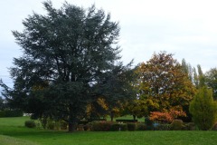 03_Claude_R_Theme_2022_11_21_Feuilles_DSCF1508_cr