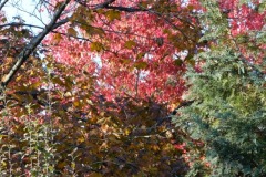 04_Claude_R_Theme_2022_11_21_Feuilles_DSCF1539