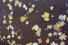 06_Claude_R_Theme_2022_11_21_Feuilles_DSCF1492