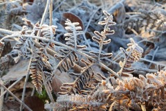 20221121_Feuilles_Elisa-M_20220114_093041