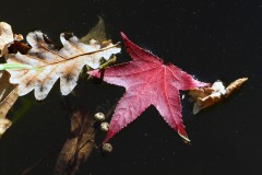 20221121_Feuilles_Elisa-M_IMG_0142