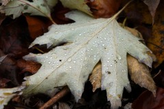 20221121_Feuilles_Elisa-M_IMG_0150