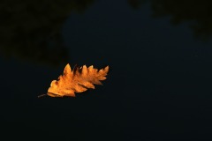 20221121_Feuilles_Elisa-M_IMG_0219