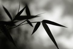 20221121_Feuilles_Elisa-M_IMG_0249