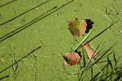 20221121_Feuilles_Elisa-M_IMG_9869