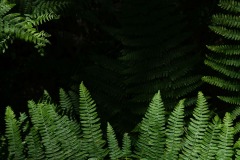 20221121_Feuilles_EricV_01_DSCF3492