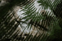 20221121_Feuilles_EricV_02_DSCF3536